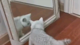 油兔观察 d2e9695f578e48ae3aafd34eb30851d790a4fc51.jpg@280w_158h_1c_100q.jpg