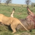 高燃时刻 恩科雅奈母狮单杀巨大的成年雄性大羚羊