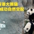 香港大熊猫首次成功自然交配