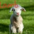 【翻唱】Lamb.【MOKONA】