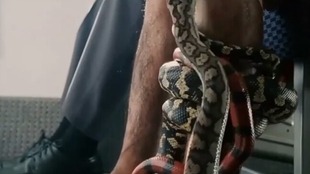 蛇是什么神仙下凡 d2fdfb04d8b3eaf1258bbeef109577641aa6b163.jpg@310w_174h_1c_100q.jpg