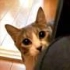 【youtube明星补完计划】之 世界上最会卖萌的猫咪Moireモアレ合集 [21P]