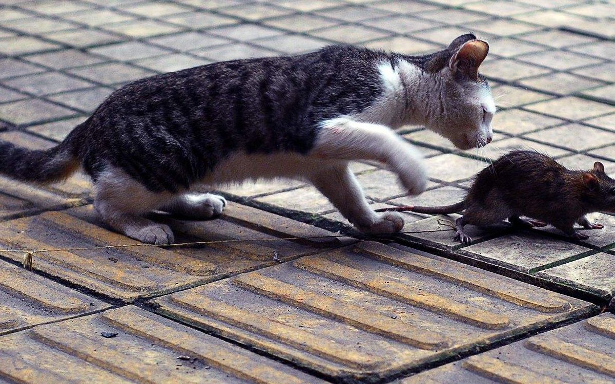 为什么猫是老鼠的天敌?看到老鼠就抓?今天算