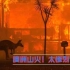 澳洲山火是什么状况，有多惨烈？！！！