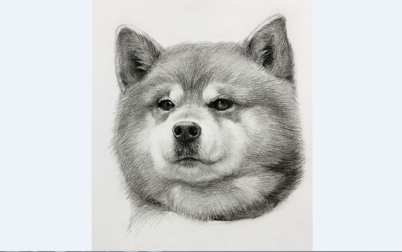 素描新手联盟素描动物这是柴犬还是秋田啊