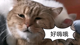 什么鬼什么神成语动物_成语故事简笔画(3)
