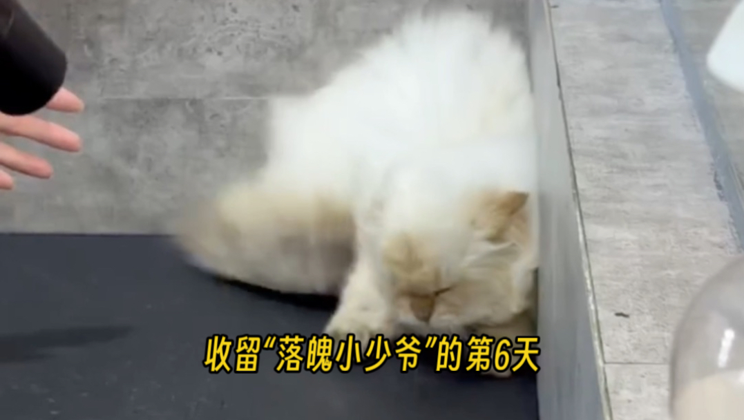 收留“落魄小少爷”的第6天