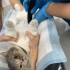 养猫界科普‖028，宠物医院实拍，给猫咪做一次心脏彩超多费医生