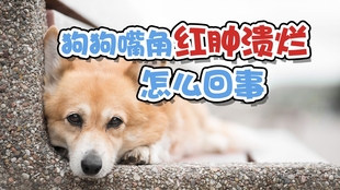 d378818248dc61159e2bc3552cc484bb4606b5e6.jpg@310w_174h_1c_100q.jpg