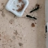横纹齿猛蚁追杀樱桃蟑螂