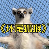 超可爱的环尾狐猴