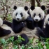 四嘟首次聚在一起钓猫，看得出来每只熊猫都长的不一样吧3.23【大熊猫和花、和叶、艾玖、润玥】