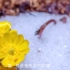 【农夫山泉2021年全新广告片】在长白山，雪是一切生命的起源