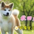 性格特殊的日本国犬，忠诚却不适合家养的大型犬，秋田犬了解一下