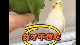 d3adecd4e2bf22339828897a723c08dd60d92abe.jpg@280w_158h_1c_100q.jpg