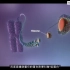 DNA-mRNA-蛋白质/转录/翻译