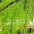 春天柳树风景视频素材