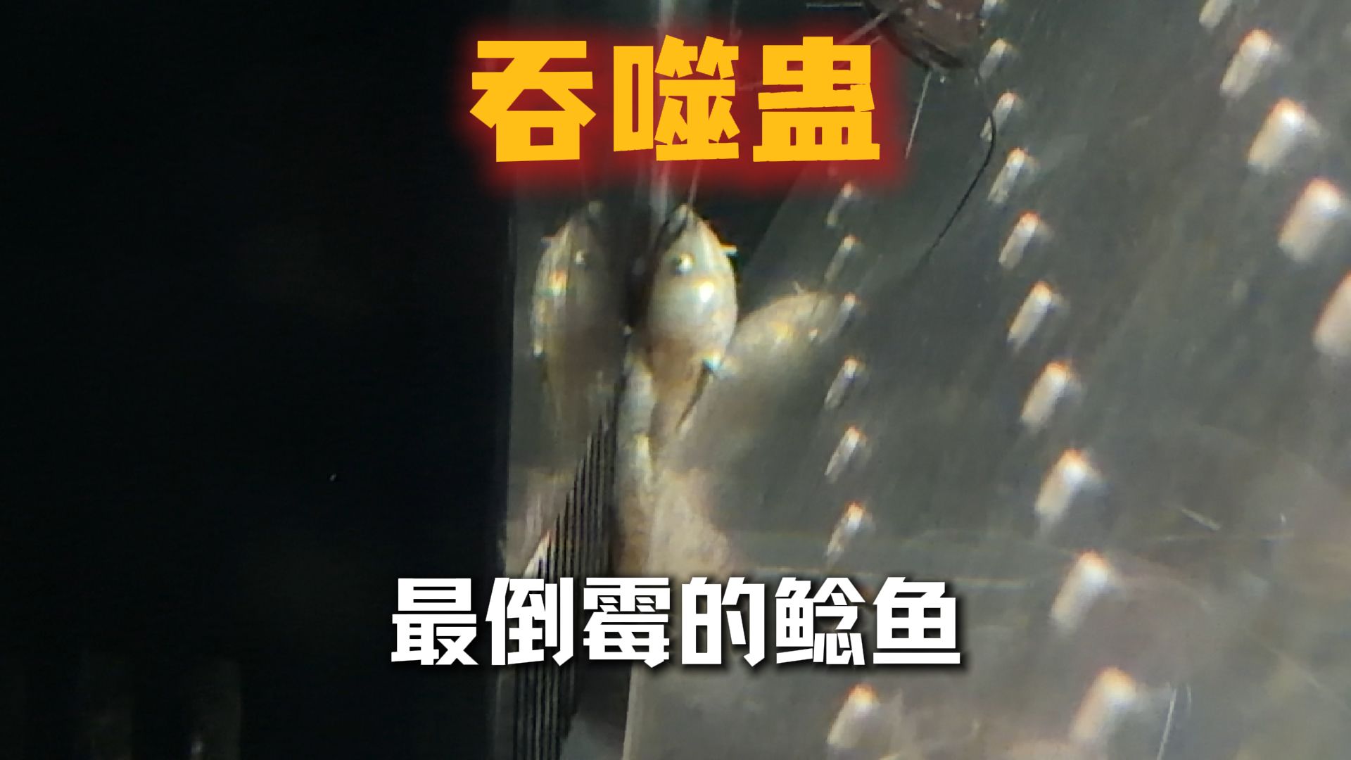 这应该是吞噬蛊有史以来最倒霉的鲶鱼！百年难得一遇的死法！