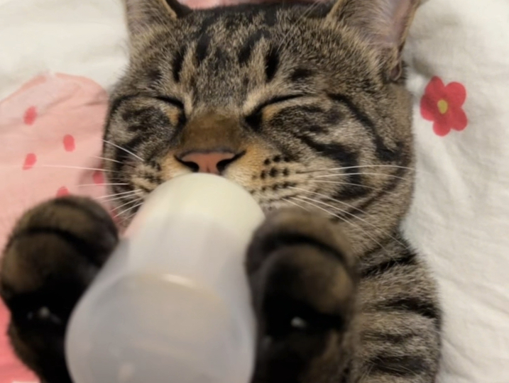 小猫咪喝奶全过程