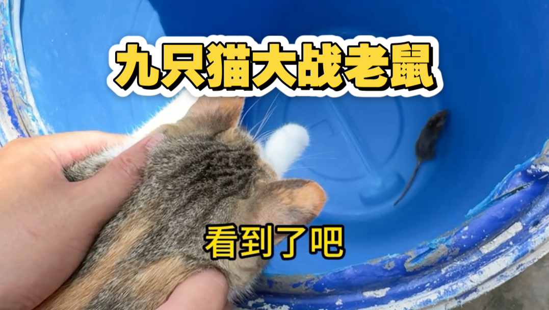 九只猫大战一只老鼠，结局万万没想到啊
