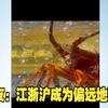 新疆“海鲜”大丰收了