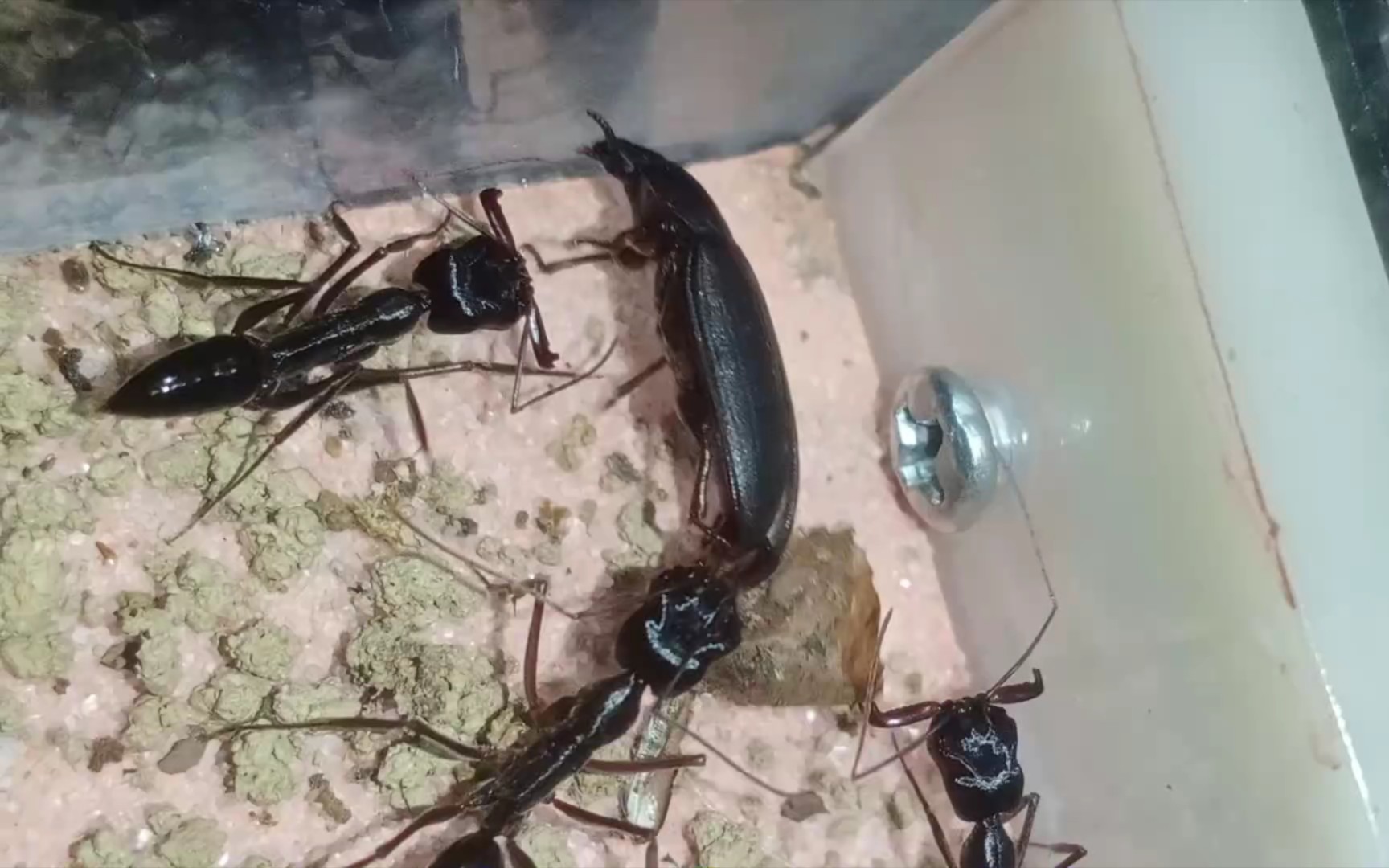大齿猛蚁捕食粉甲虫