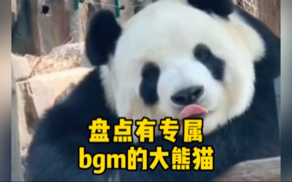 盘点有专属bgm的大熊猫，听歌识熊猫啦！