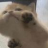 “怎么会有这么可爱的猫咪啊