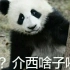 谁说树上不会长熊猫的！这不是长了一只小汤圆吗！