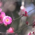 【弯弯日语组】【美之壶】期待春天的芳香
