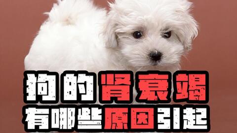 d476b3be2e9767c0b4895c3f8b9e00247e117821.jpg@480w_270h_1c