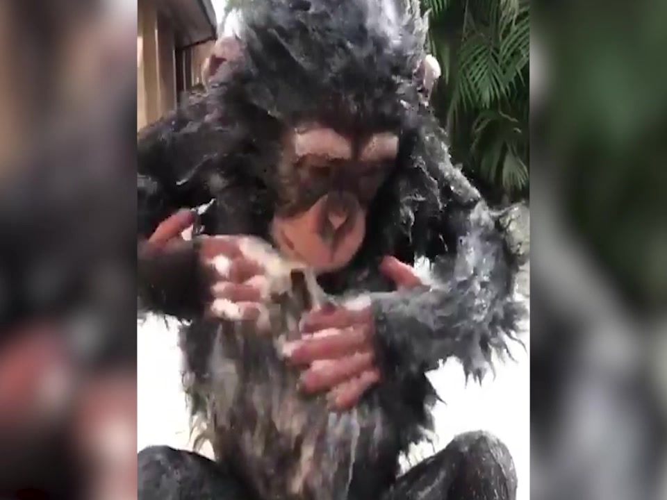 2岁黑猩猩自己搓澡走红网络