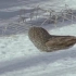雪地中藏在地底半米深的田鼠，还没露面就被猫头鹰准确无误的捕食