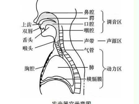 初终男伪女音对男生和女生声带，声带闭合，咽腔共鸣，共鸣腔体，气息的个人理解，伪音与声乐唱歌的区别，假音与真音的区别，以及太监音与中性音的区别，通俗易懂的理论解说