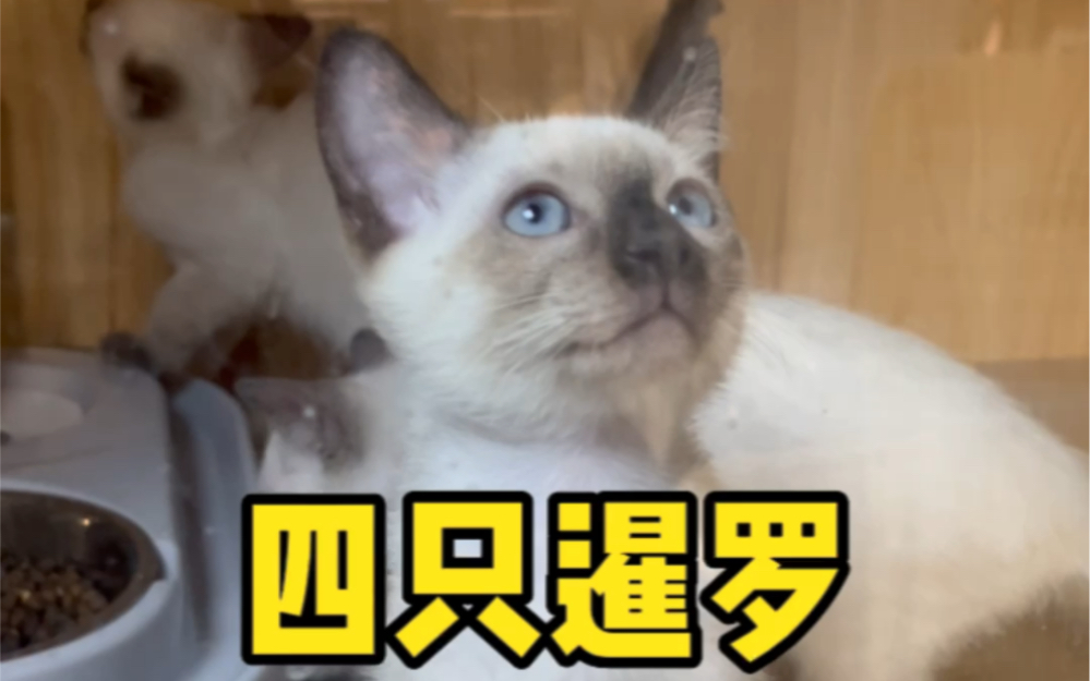 【暹罗猫】4只逻辑猫！还有2个蓝重点色。我超爱给你们拍暹罗，原因是两极分化很严重，狂热粉与不能get真的一半一半