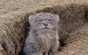 兔狲猫科动物