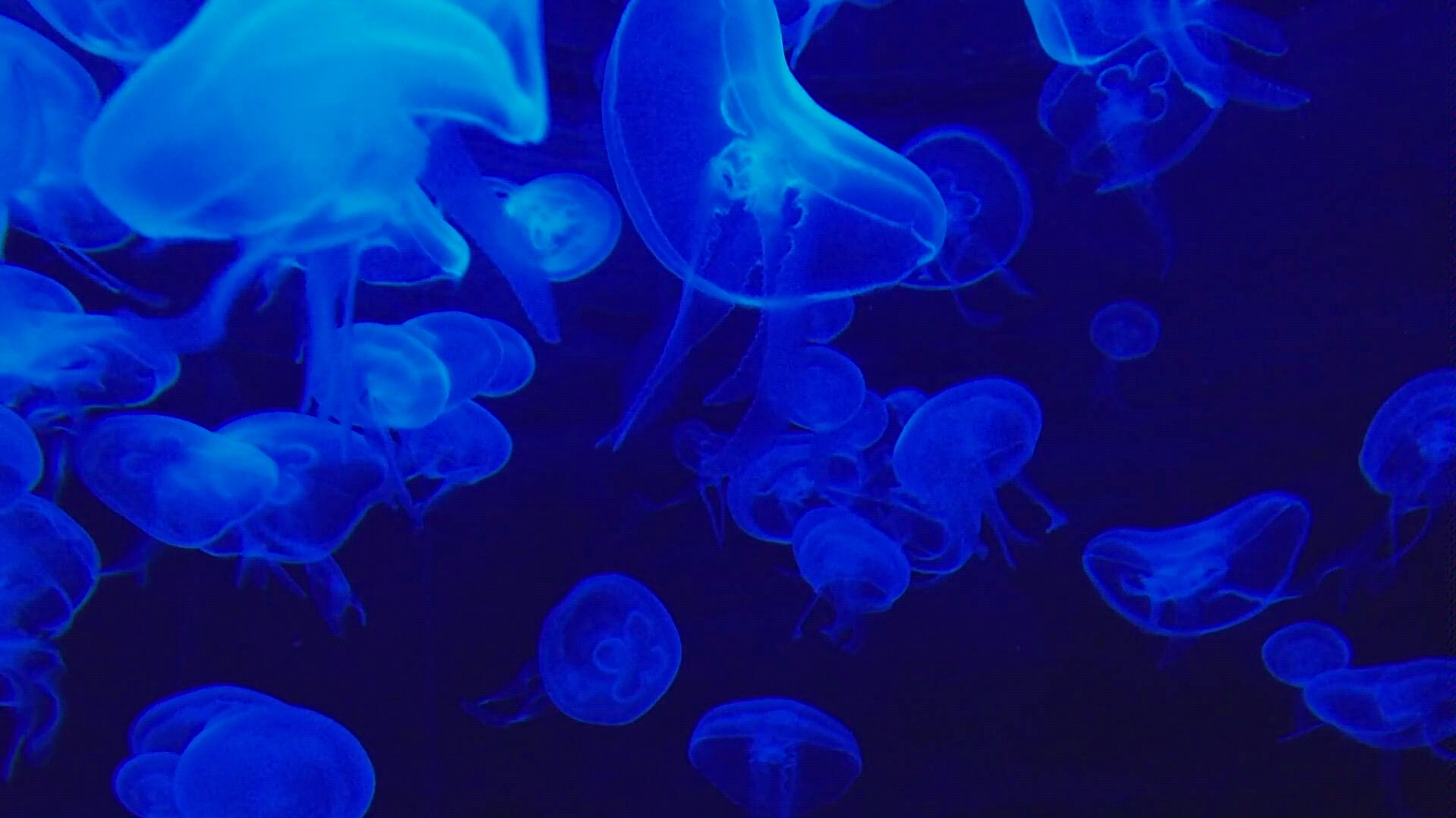 【HD 免费可商用视频素材】作品: Jellyfish 作者: Lucdecleir