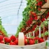 草莓的一生｜现代农业种植和收获草莓
