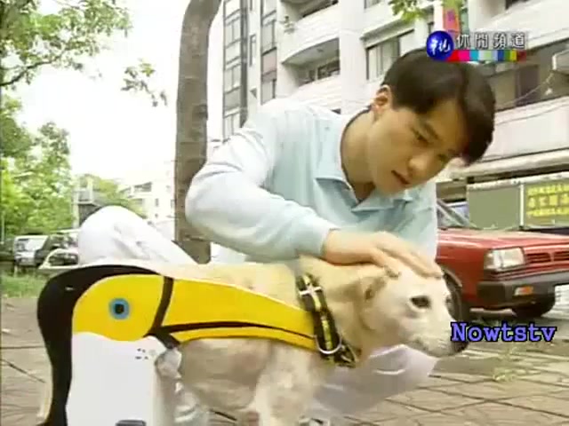 【黎明Leon】1995年采访轮椅狗