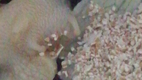 d4df1d41412a729af552d700cfcfb999a92b58bf.png@280w_158h_1c_100q.jpg