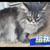 『西伯利亚森林猫』Wifi早上的运动：抓鱼