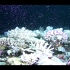 看着莫名舒服，自然界的奇迹：珊瑚集体产卵。
