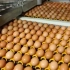 我们自己的食品工业，鸡蛋工业化-正大食品