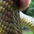 男子把玩一条非常漂亮的蛇，这是什么蛇？