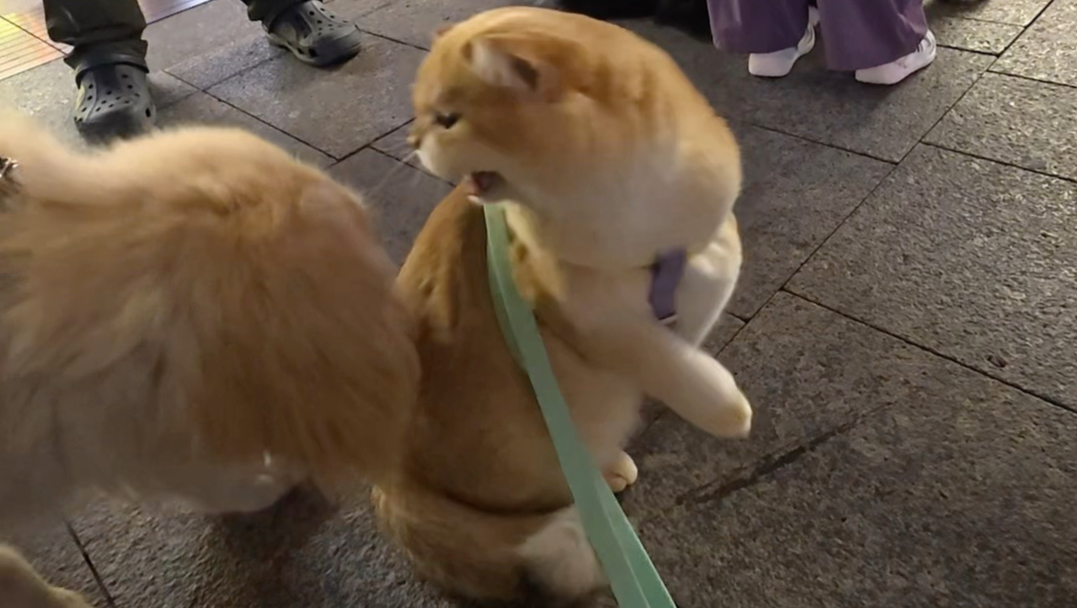 猫：你今天看起来很好打