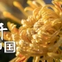 《花开中国》第四集 菊花  CCTV纪录