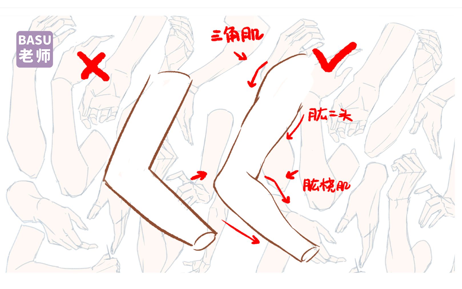 手臂肌肉外轮廓全面分析!!这个不看就亏大啦 (~￣▽￣)~~哔哩哔哩bilibili