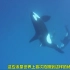 【震撼！】人类第一次拍到海中两大霸王掠食者，虎鲸和虎鲨大决斗！