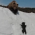 母棕熊带小熊爬山 小熊失足跌下去把母熊急得...