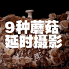 [Another Perspective]蘑菇延时摄影：花一整年拍摄9种蘑菇的生长过程